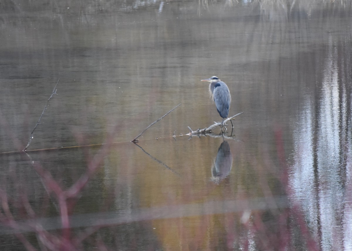 Great Blue Heron - ML615446363