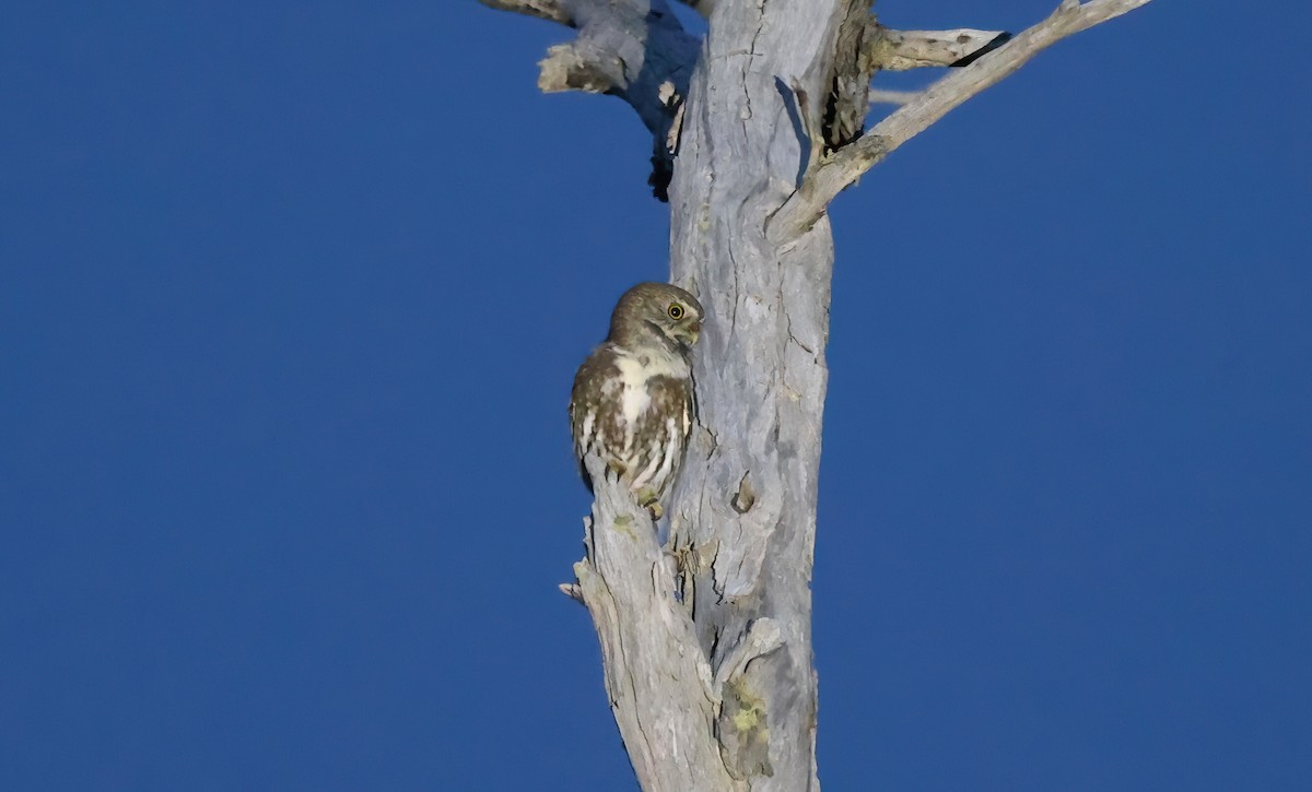 Austral Pygmy-Owl - Anne Bielamowicz