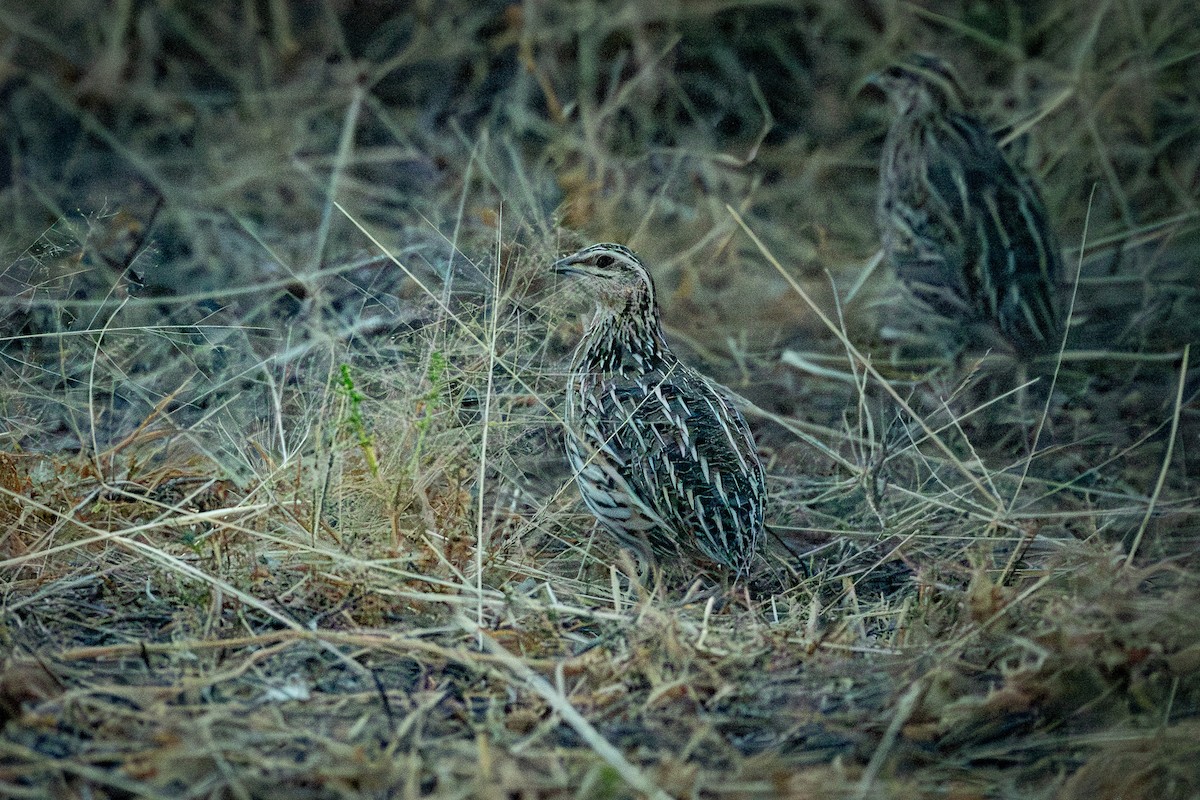 Stubble Quail - Trevor Evans