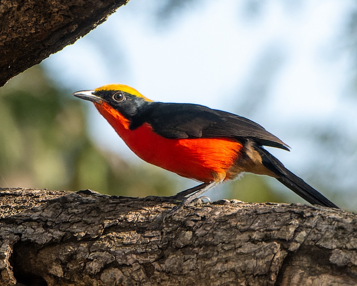 Yellow-crowned Gonolek - Magnus Andersson