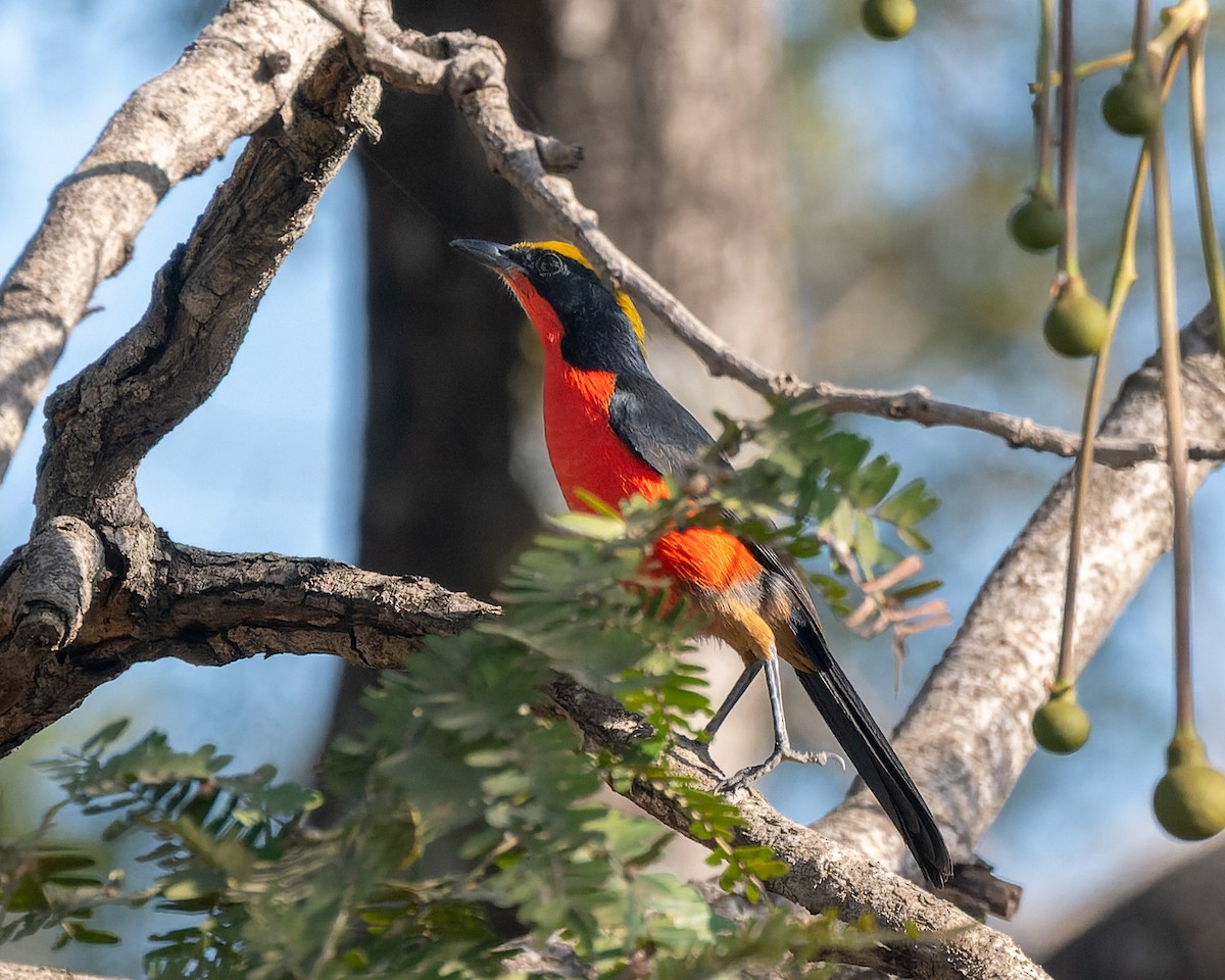 Yellow-crowned Gonolek - ML615446504