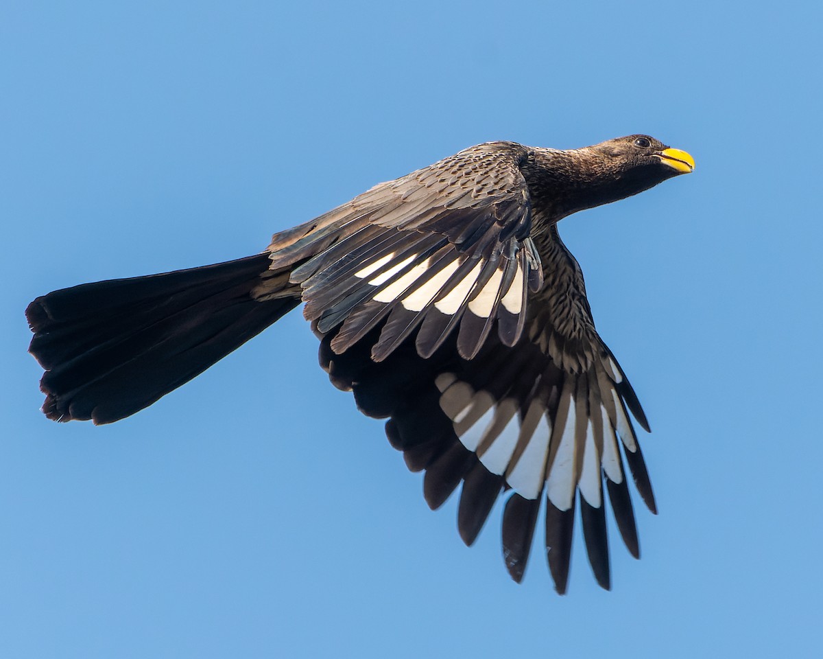 Turaco Gris Occidental - ML615446525