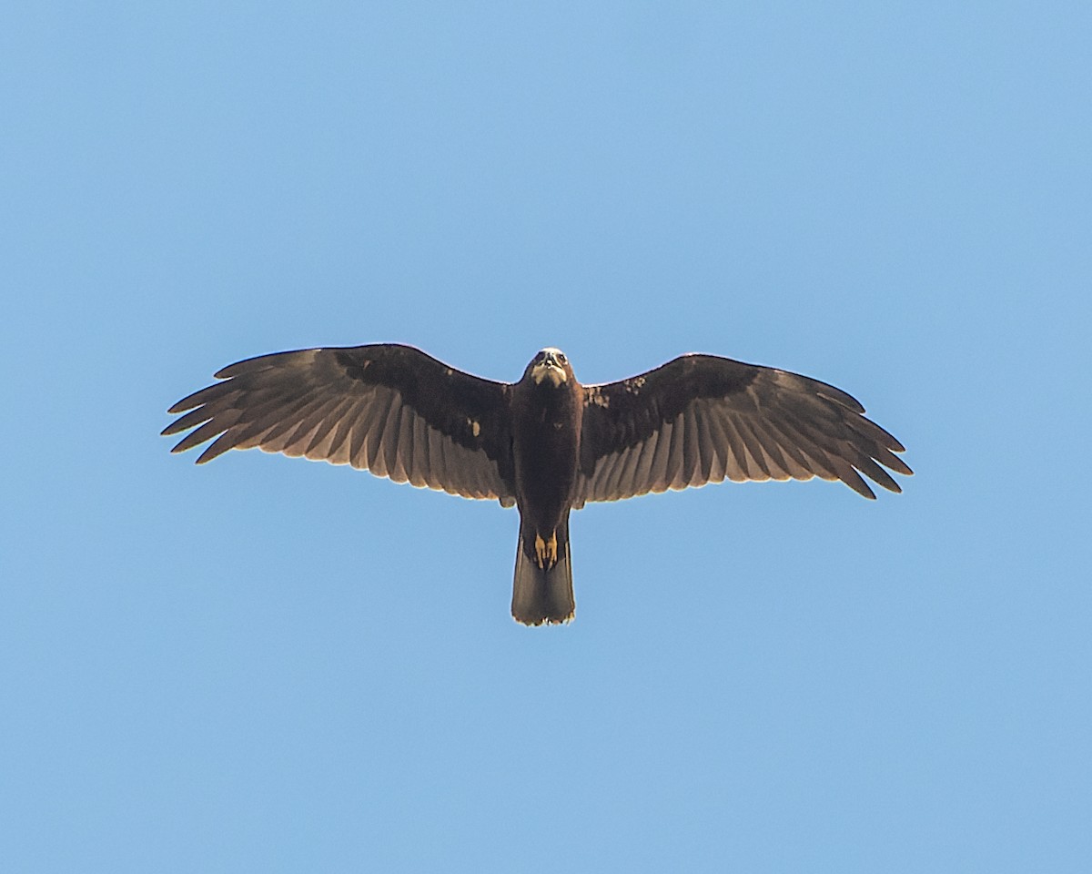 Western Marsh Harrier - ML615446540