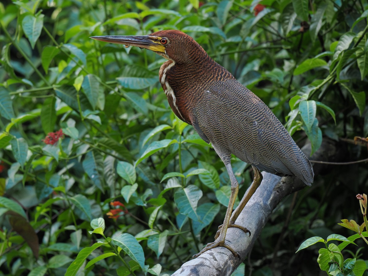 Rufescent Tiger-Heron - ML615446541