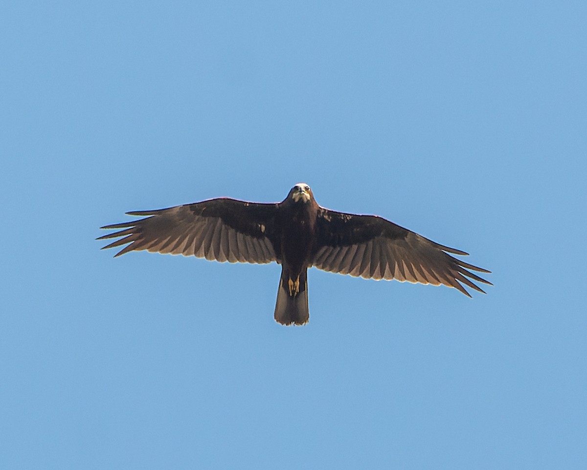 Western Marsh Harrier - ML615446548