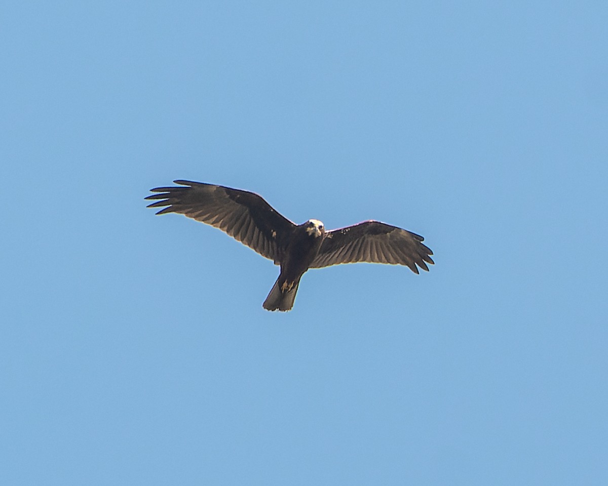 Western Marsh Harrier - ML615446552