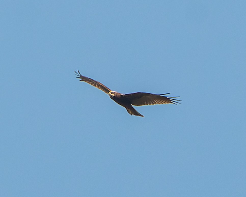 Western Marsh Harrier - ML615446555