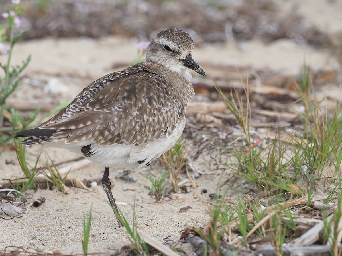 Black-bellied Plover - Keith Parker