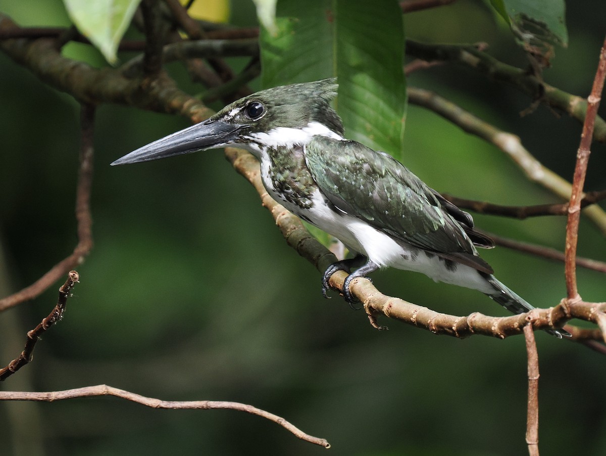 Amazon Kingfisher - Ben Jesup