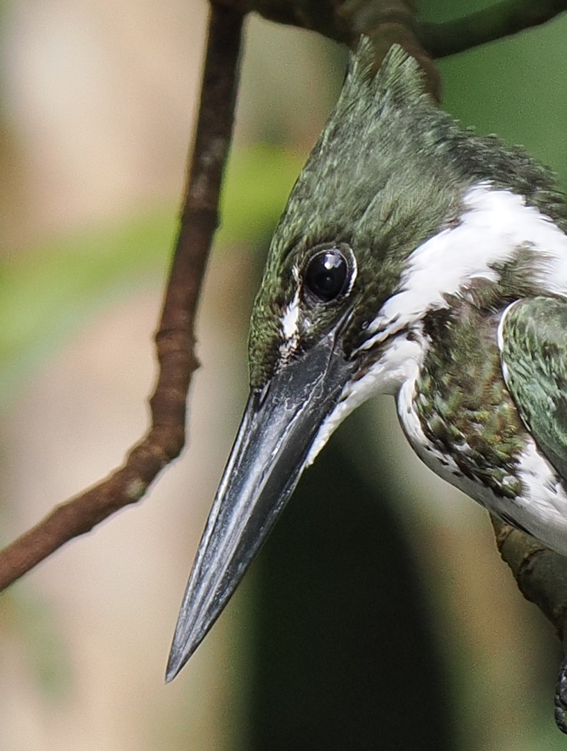 Amazon Kingfisher - Ben Jesup