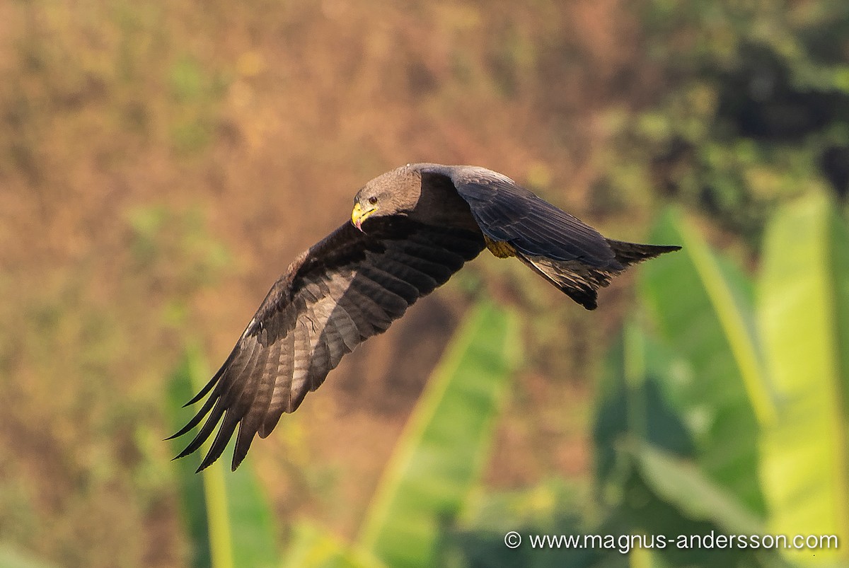 Black Kite (Yellow-billed) - ML615446609