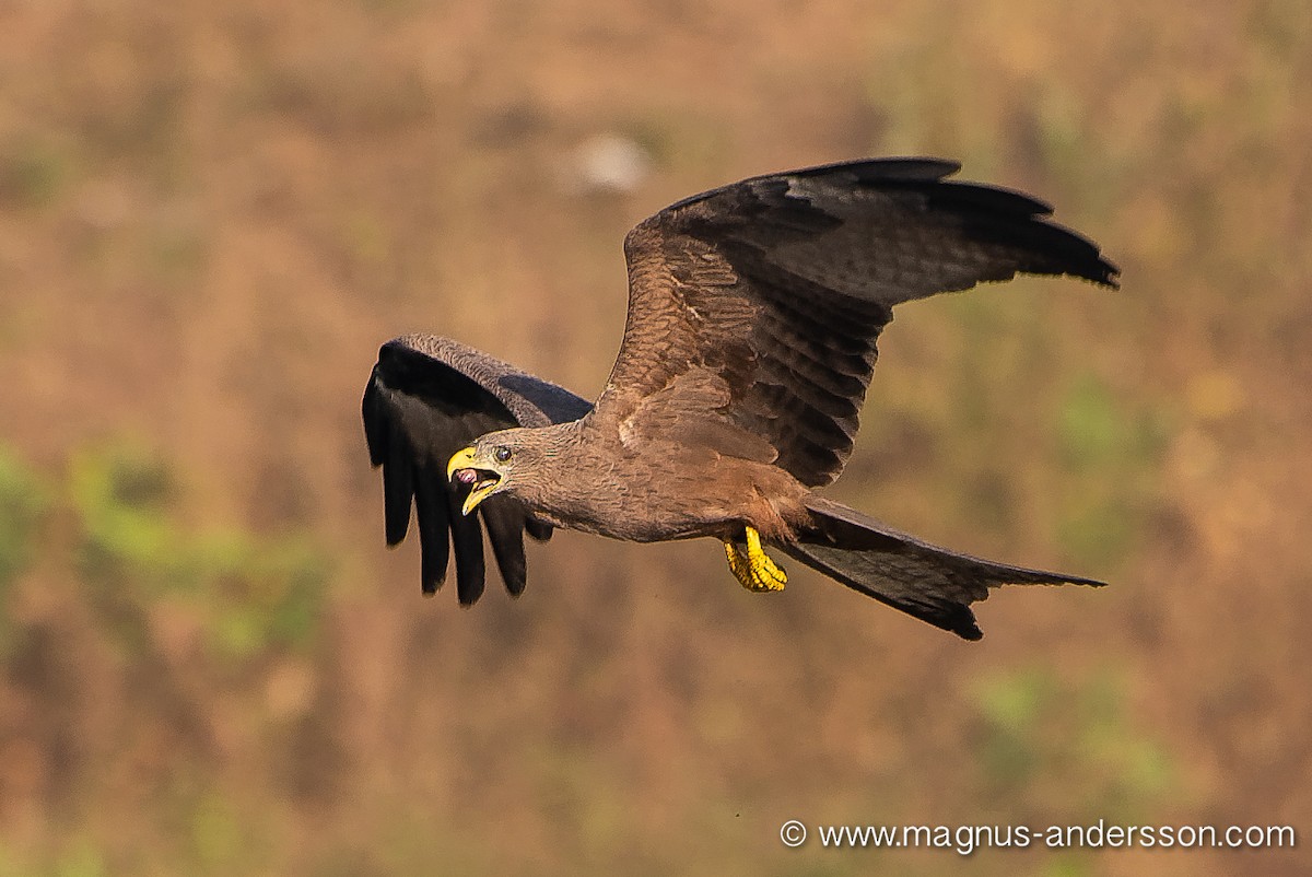 Black Kite (Yellow-billed) - ML615446611