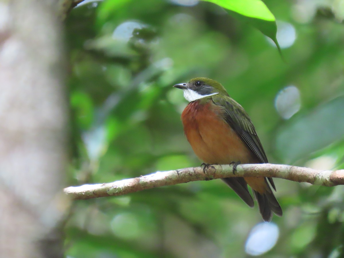 Yellow-crowned Manakin - ML615446638