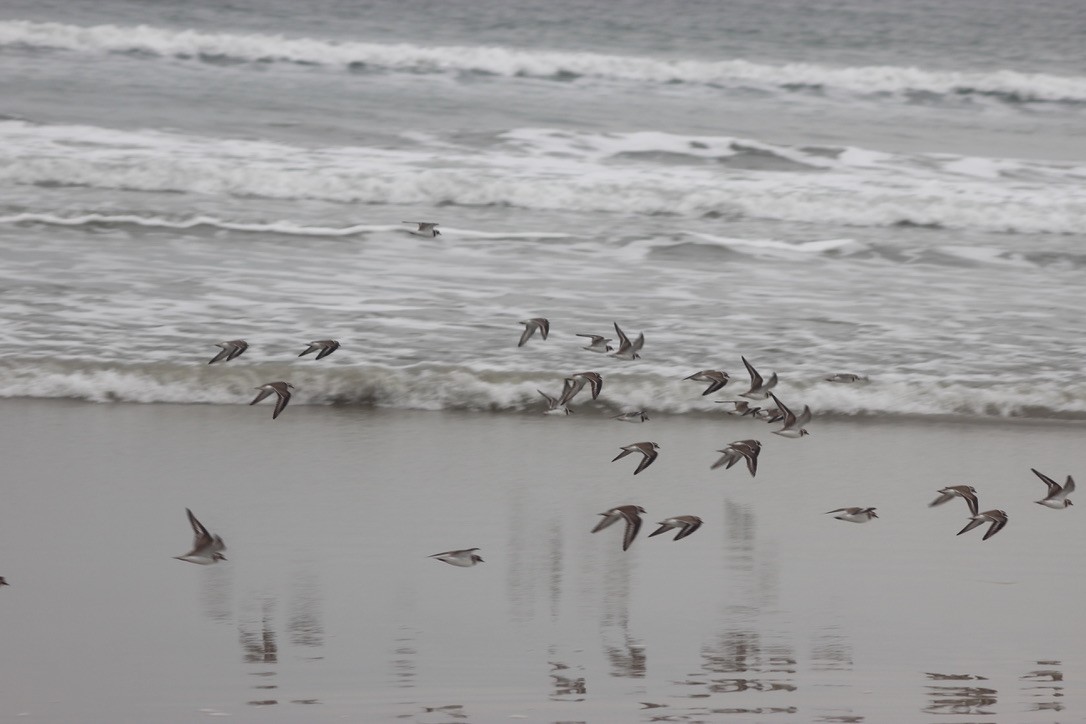 Semipalmated Plover - Andy Seifert