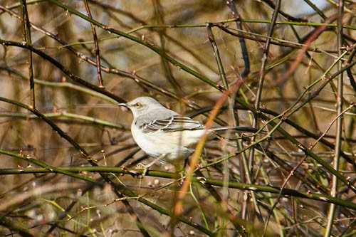 Northern Mockingbird - ML615446660