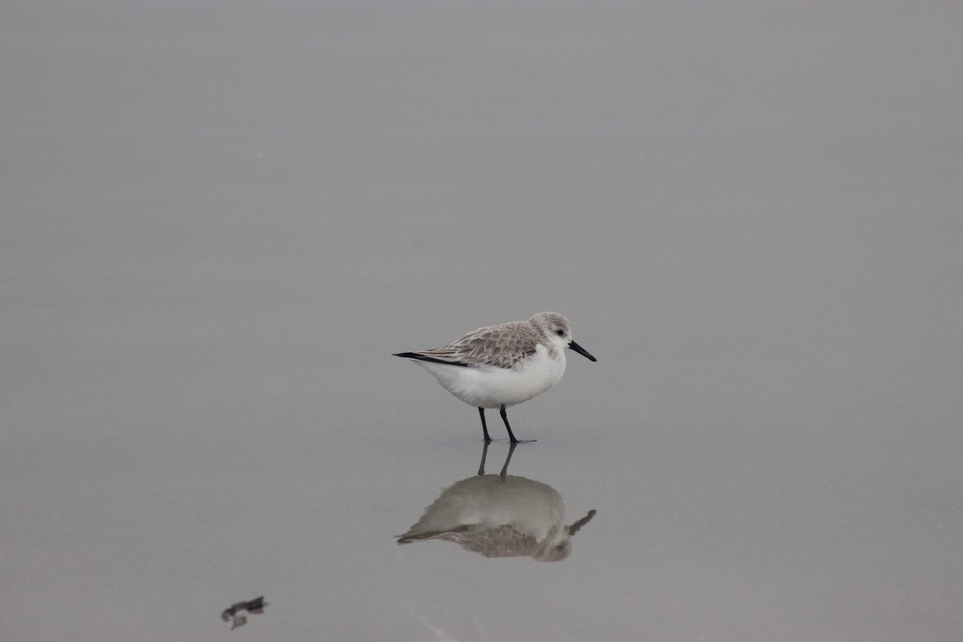 Sanderling - Andy Seifert