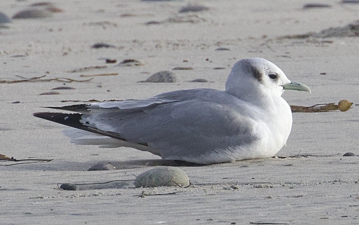 Black-legged Kittiwake - ML615446698