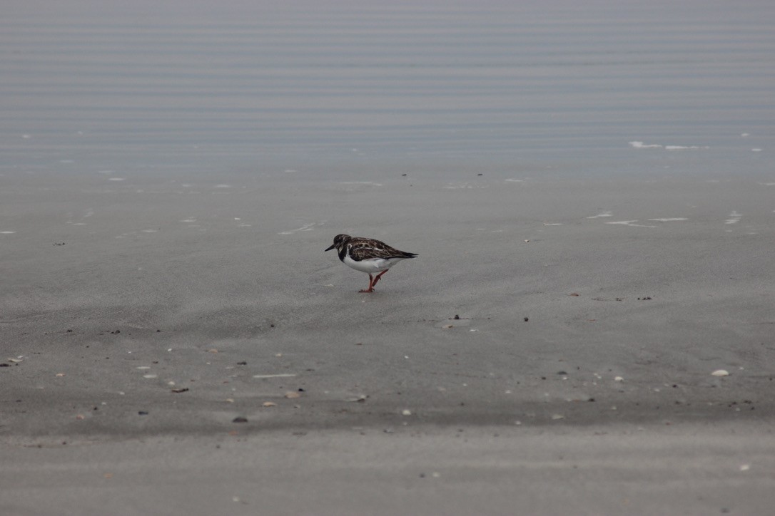 Ruddy Turnstone - Andy Seifert