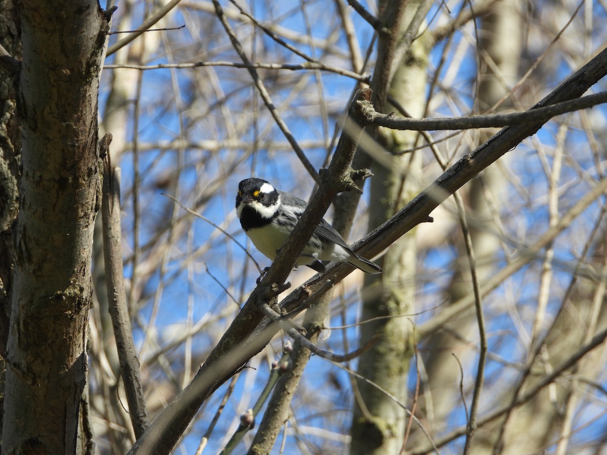 Black-throated Gray Warbler - Ralph Baker