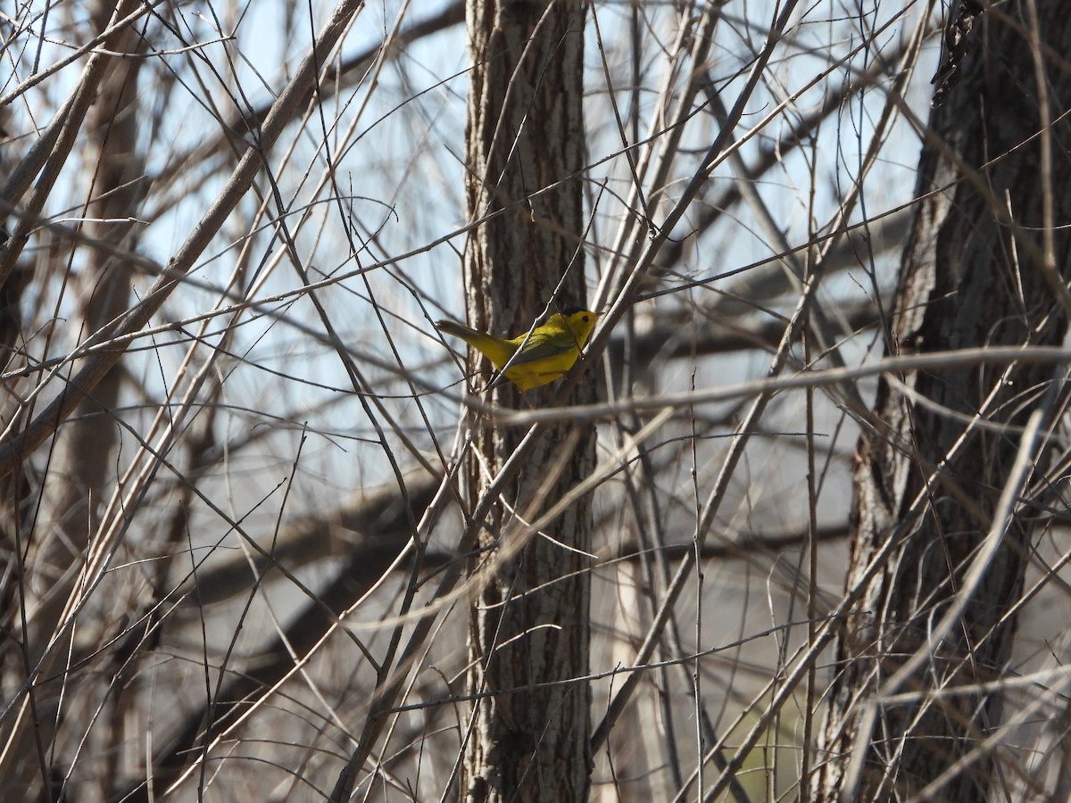 Wilson's Warbler - ML615446730