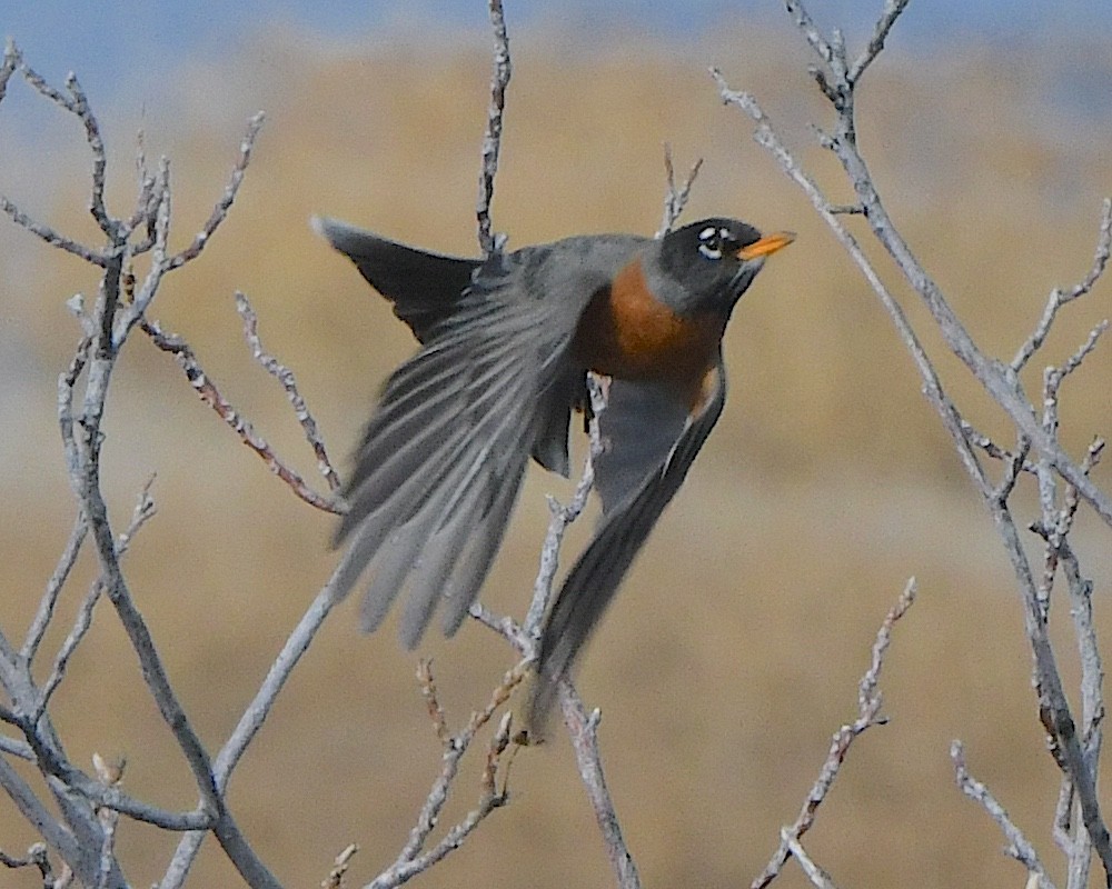 American Robin - ML615446736