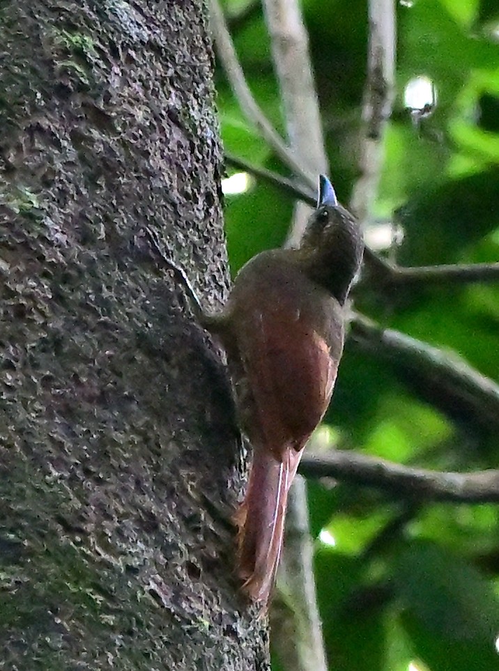 Amazonian Barred-Woodcreeper - Charlotte Pavelka & Doug Reitz