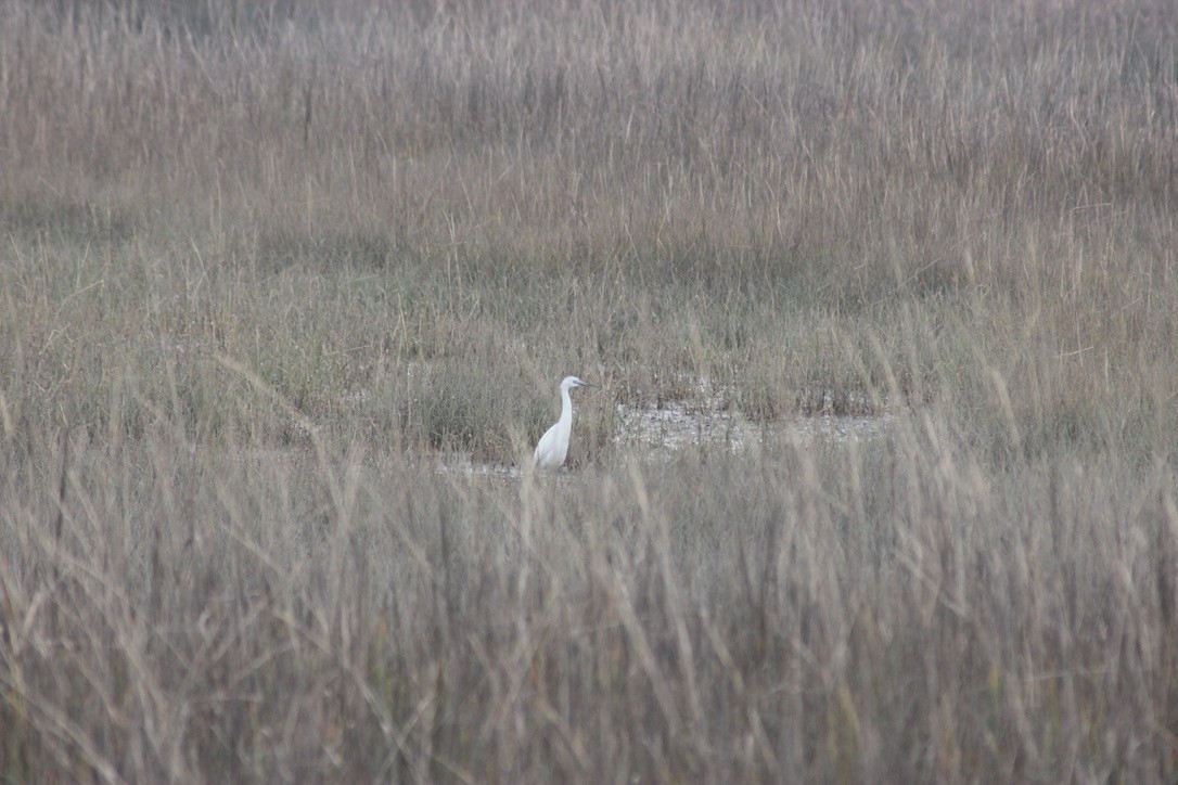 Little Blue Heron - ML615446774