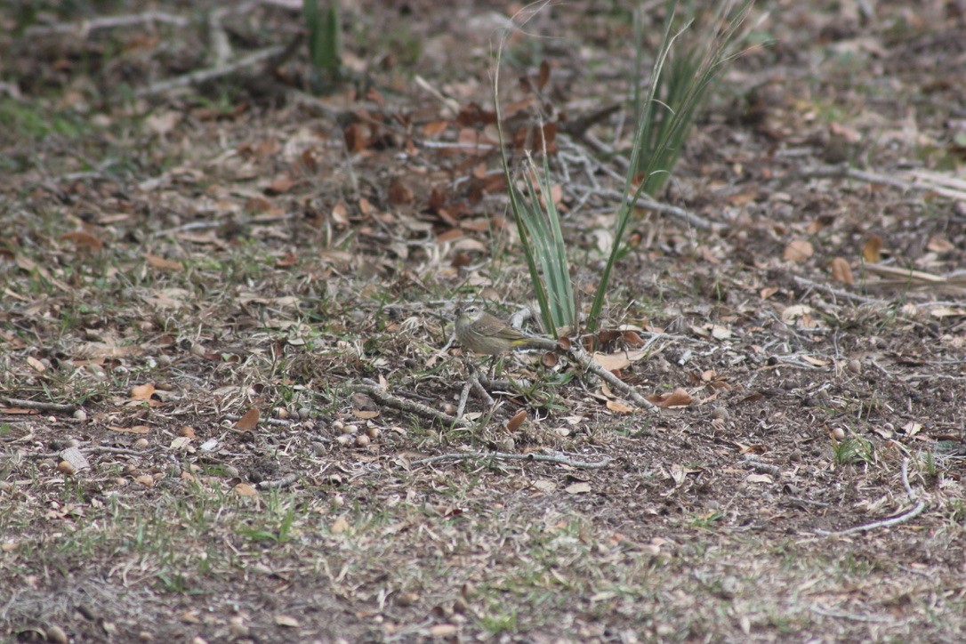 Palm Warbler - ML615446792