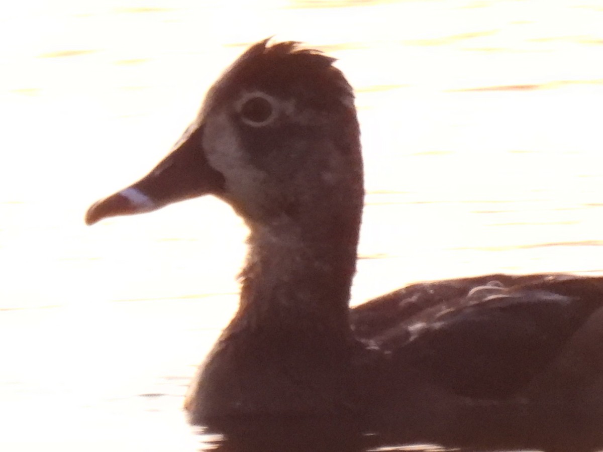 Ring-necked Duck - ML615446803