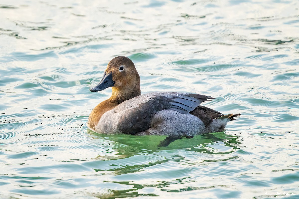 Canvasback - James Johnston