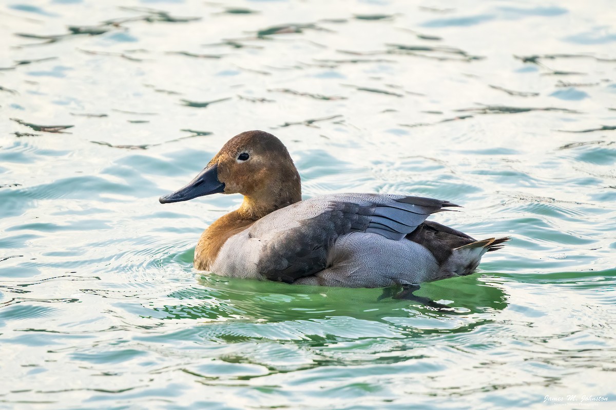 Canvasback - ML615446871