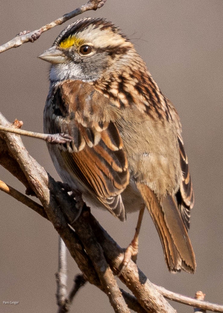 White-throated Sparrow - Pam Geiger