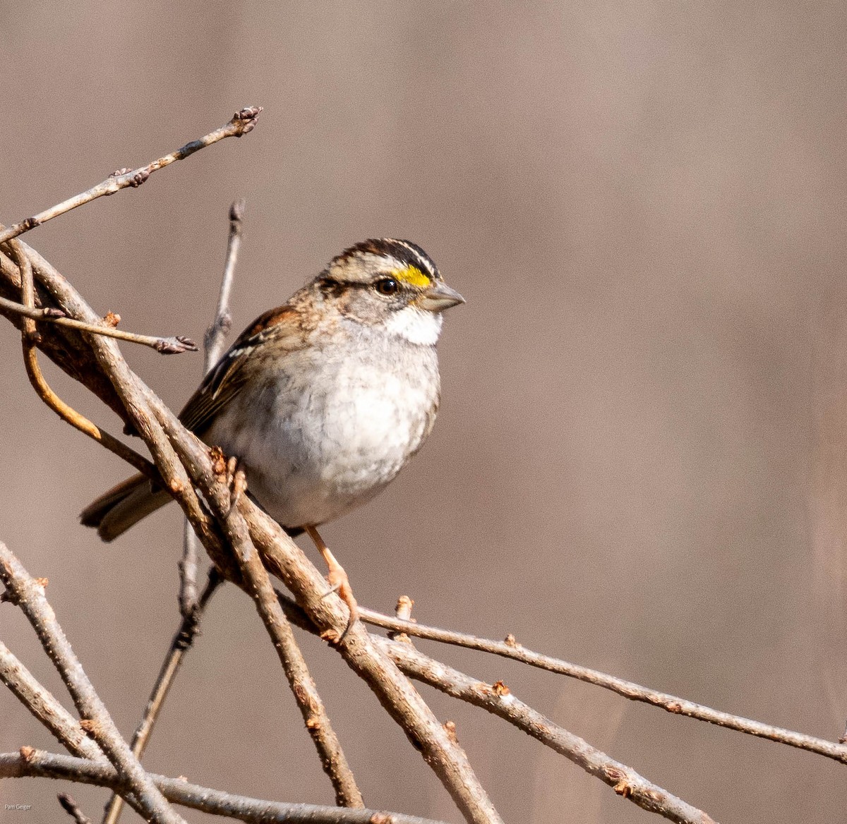 White-throated Sparrow - Pam Geiger