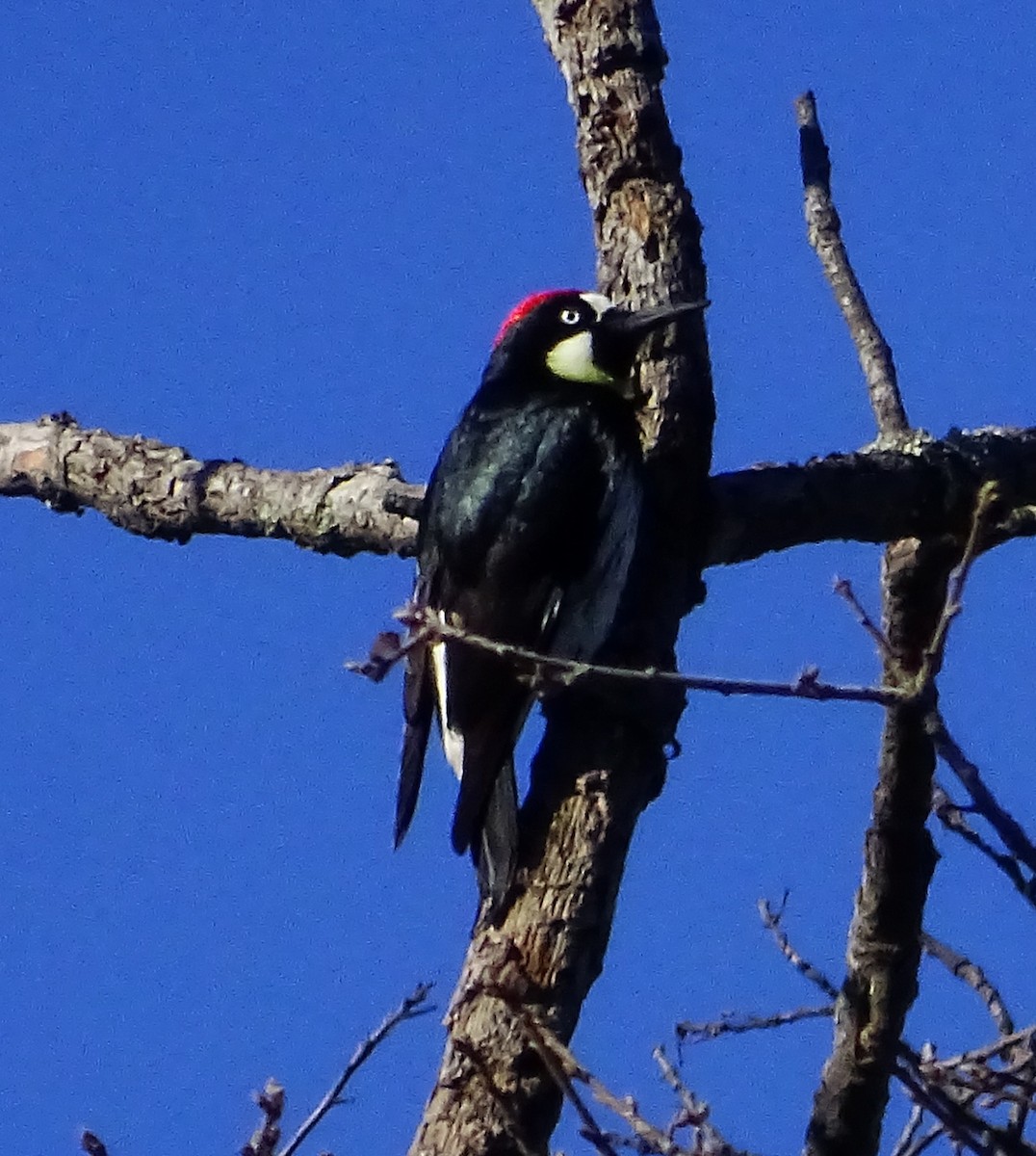 Acorn Woodpecker - ML615446912