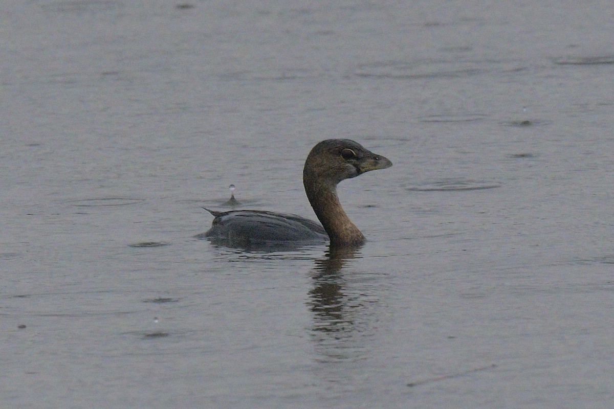 Pied-billed Grebe - ML615446917