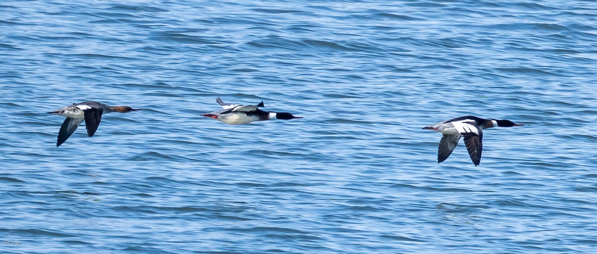 Red-breasted Merganser - Pam Geiger