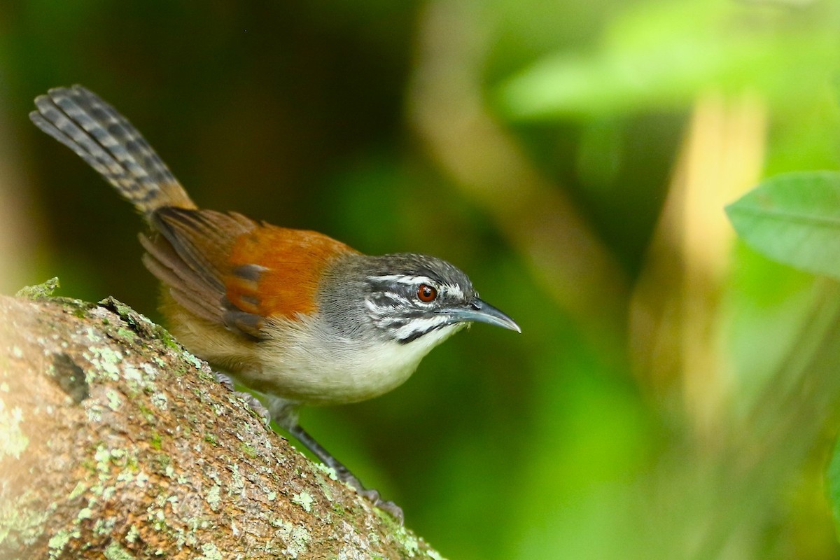 Moustached Wren - ML615447000