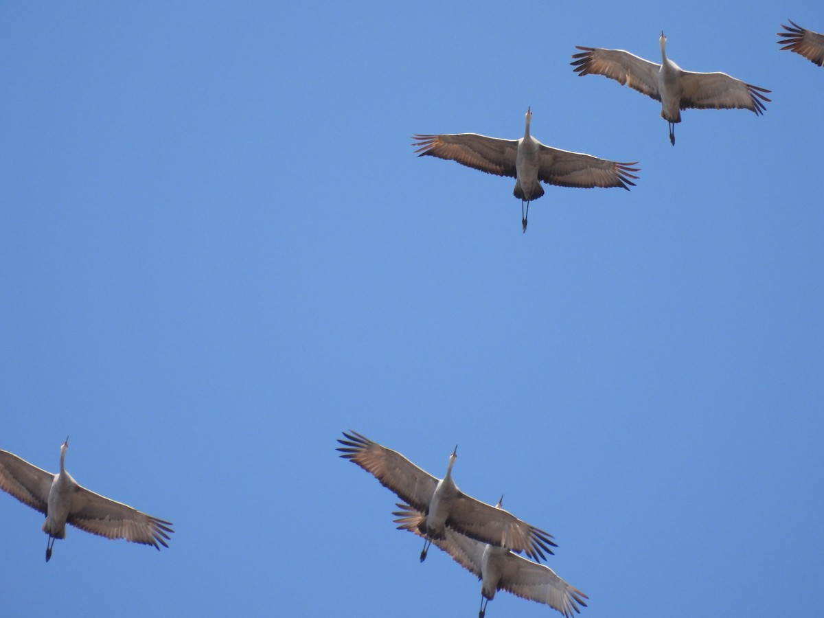 Sandhill Crane - ML615447007