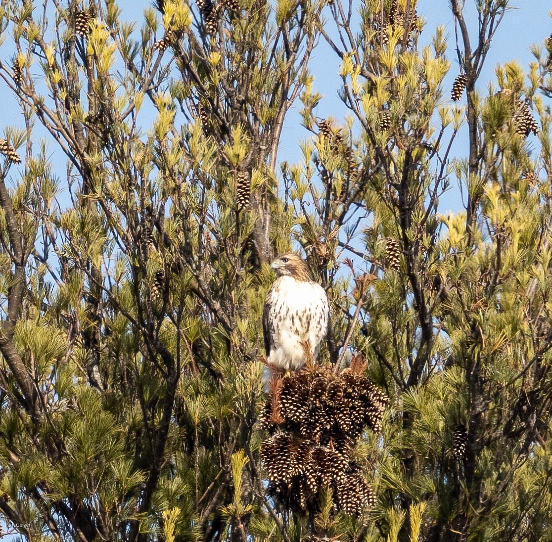 Red-tailed Hawk - ML615447008