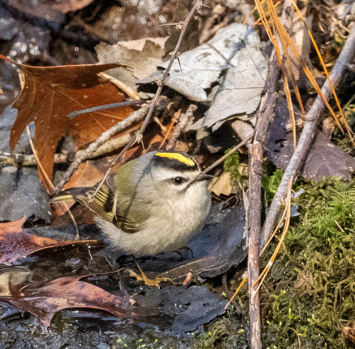 Golden-crowned Kinglet - ML615447013