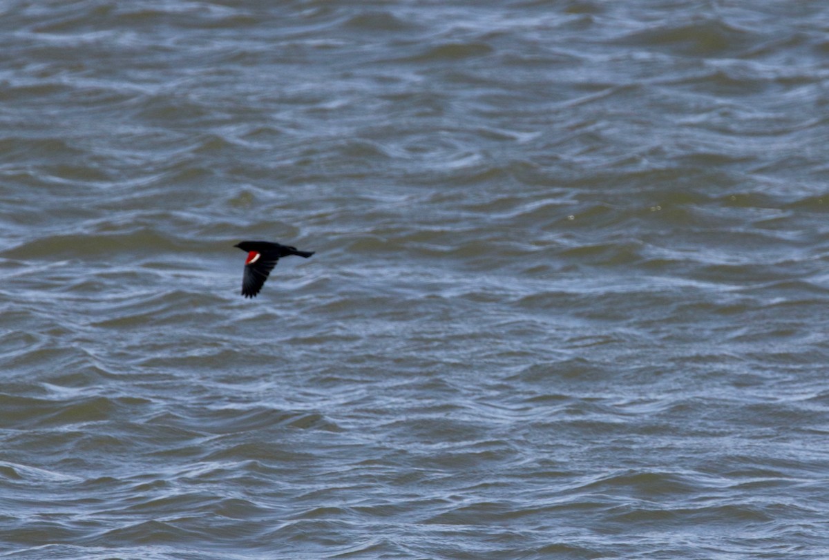 Tricolored Blackbird - ML615447017