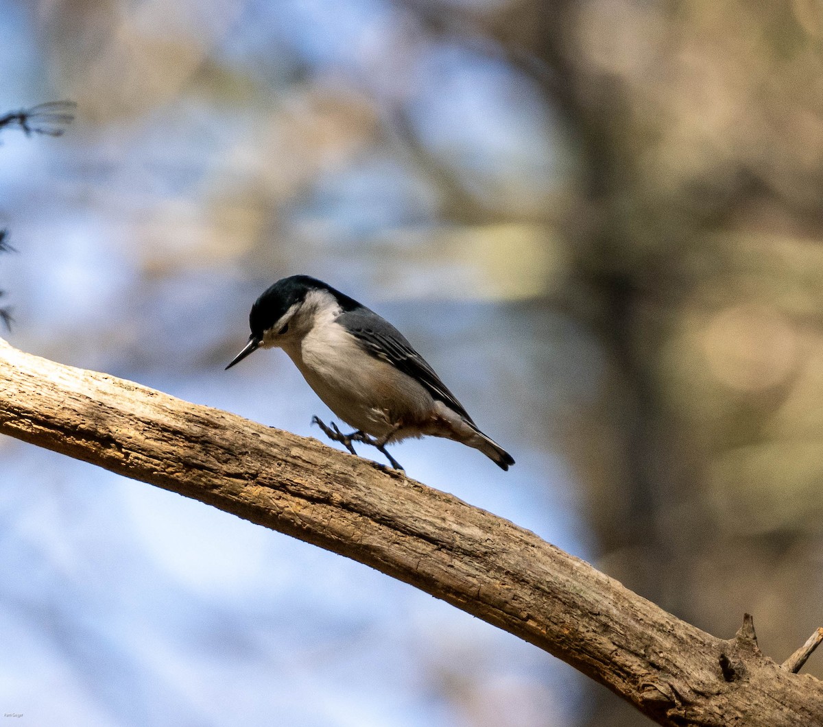 White-breasted Nuthatch - ML615447021