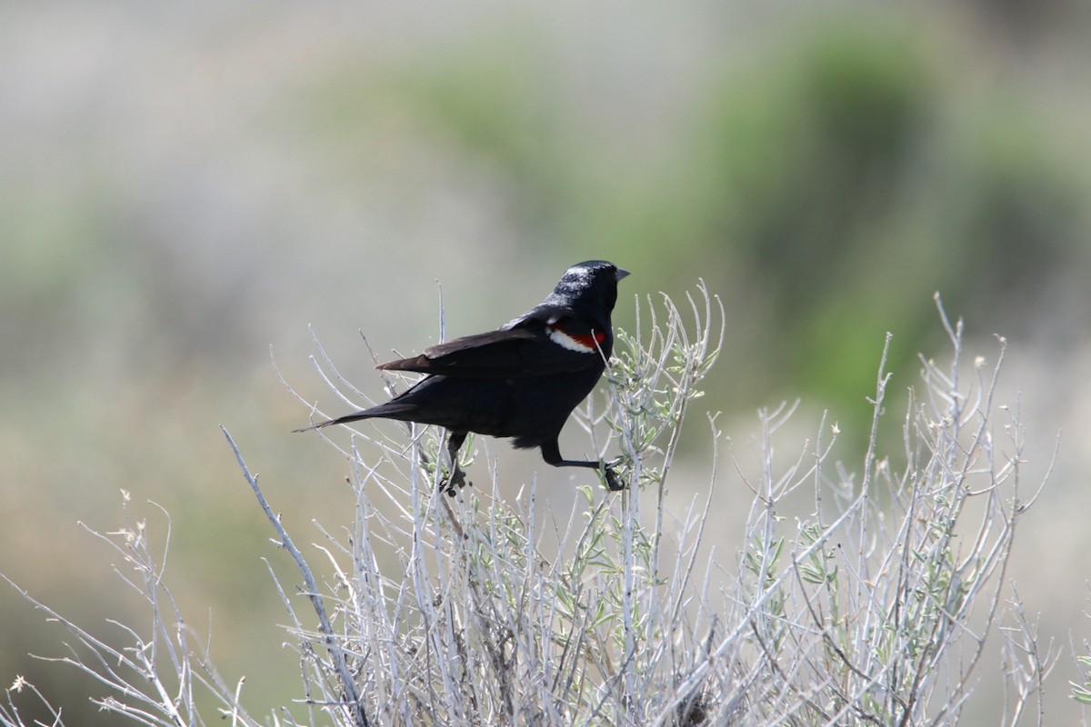 Tricolored Blackbird - ML615447025