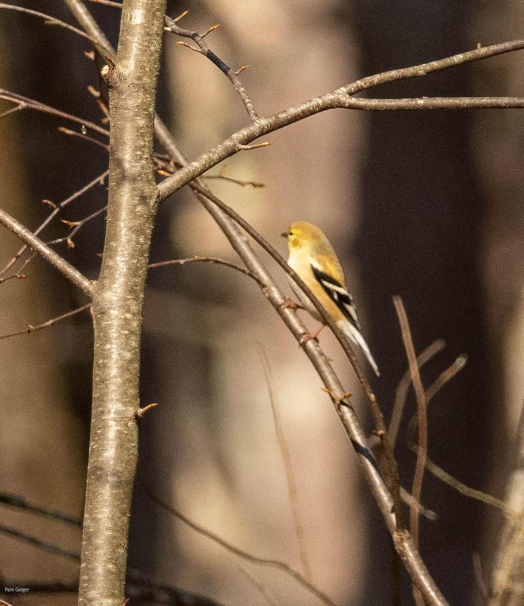 American Goldfinch - ML615447032