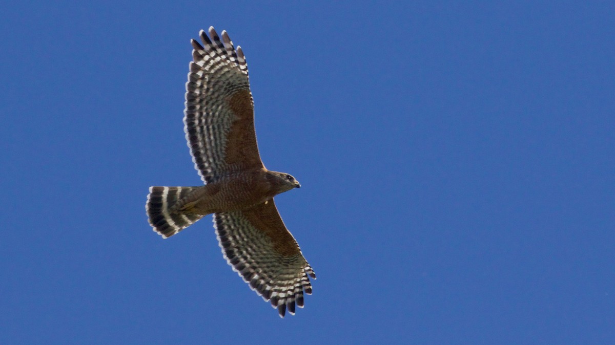 Red-shouldered Hawk (elegans) - Ed Harper