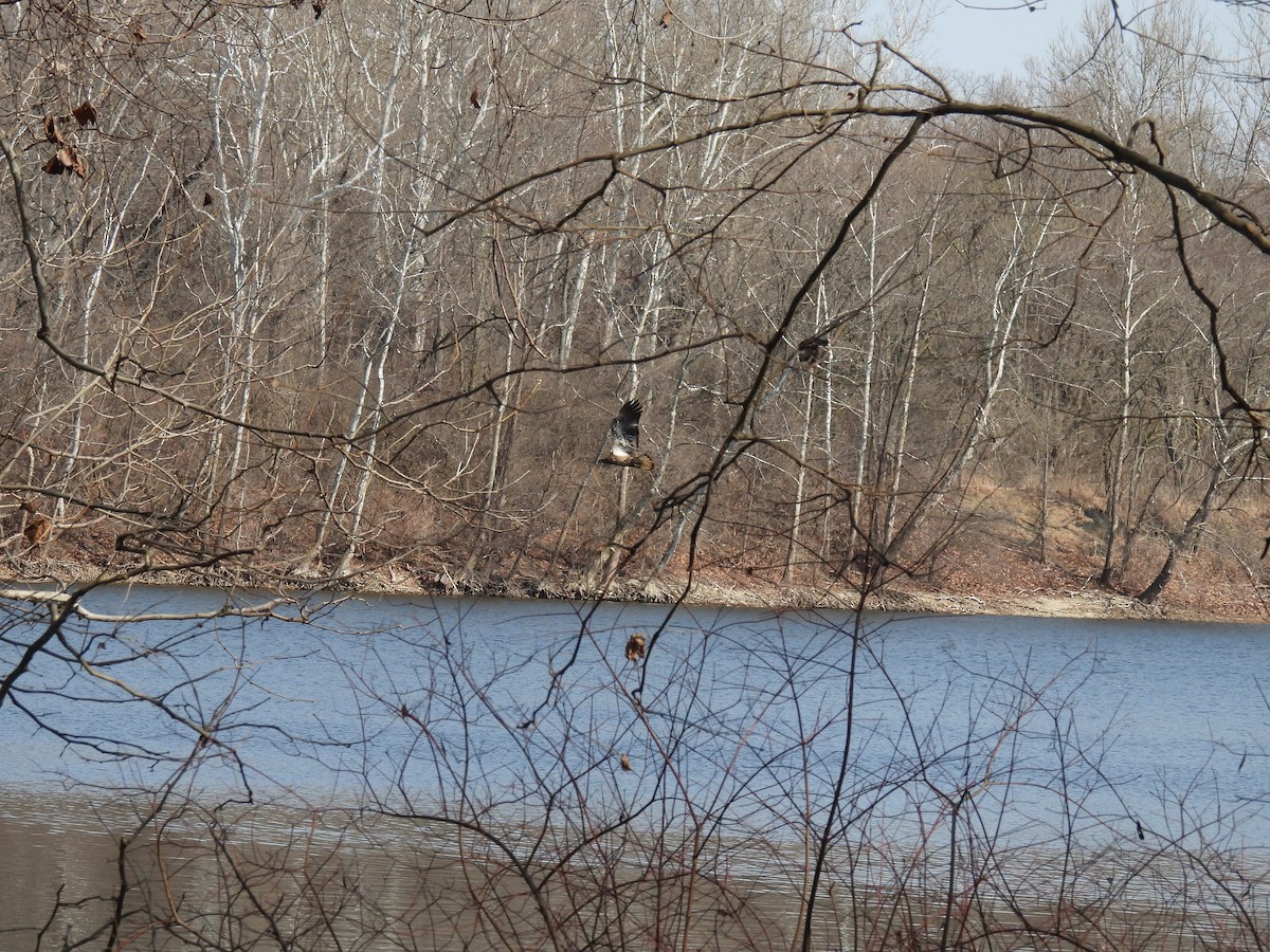 Bald Eagle - ML615447049