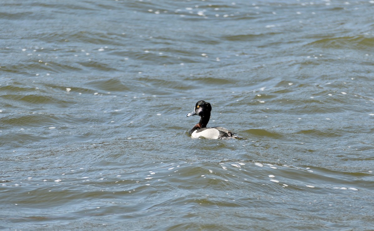 Ring-necked Duck - ML615447052