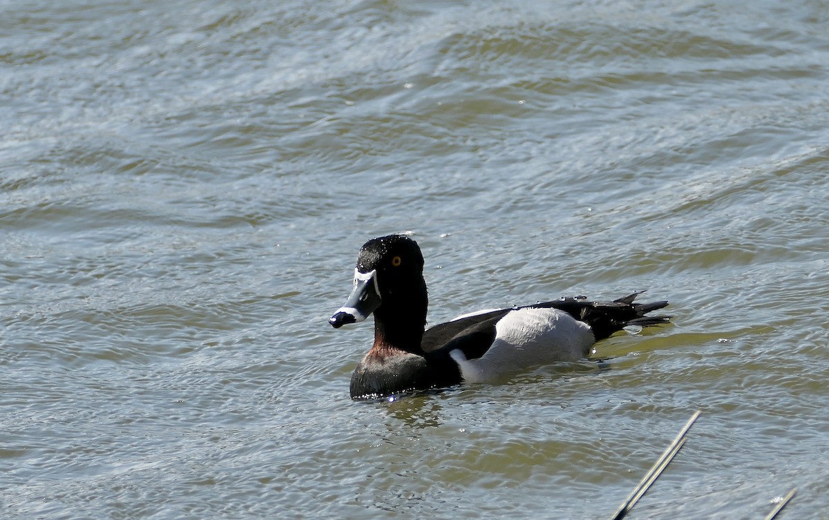 Ring-necked Duck - ML615447054