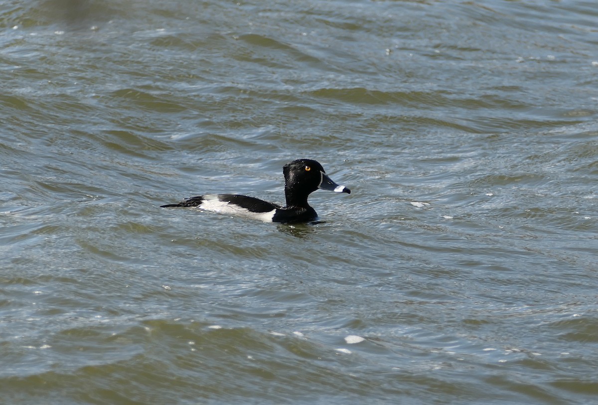 Ring-necked Duck - ML615447055