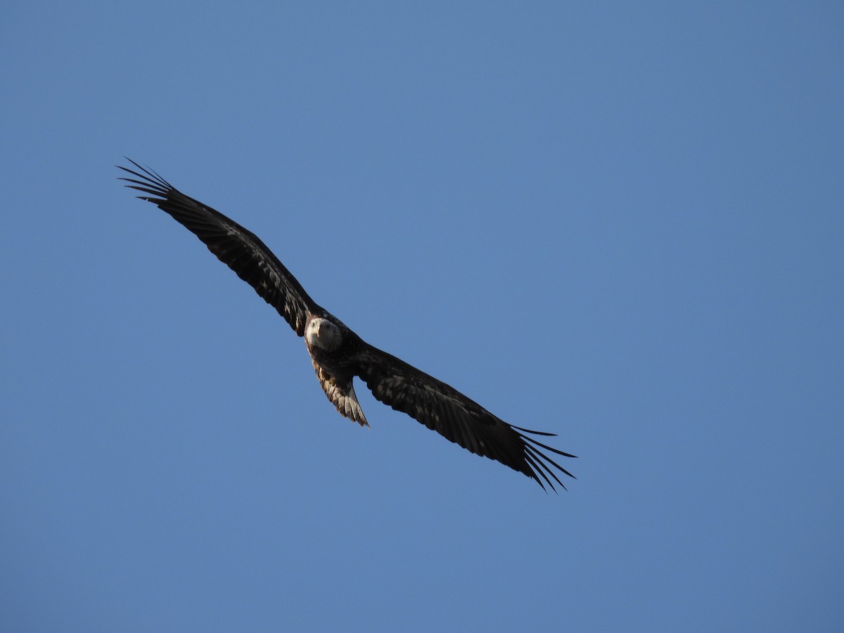 Bald Eagle - ML615447063